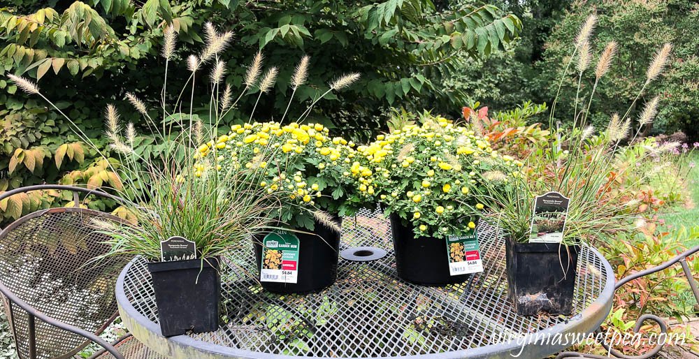 'Burgundy Bunny' Fountain Grass and yellow mums