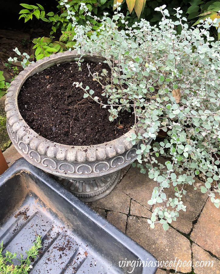 Replacing summer annuals with fall plants in outdoor pots.