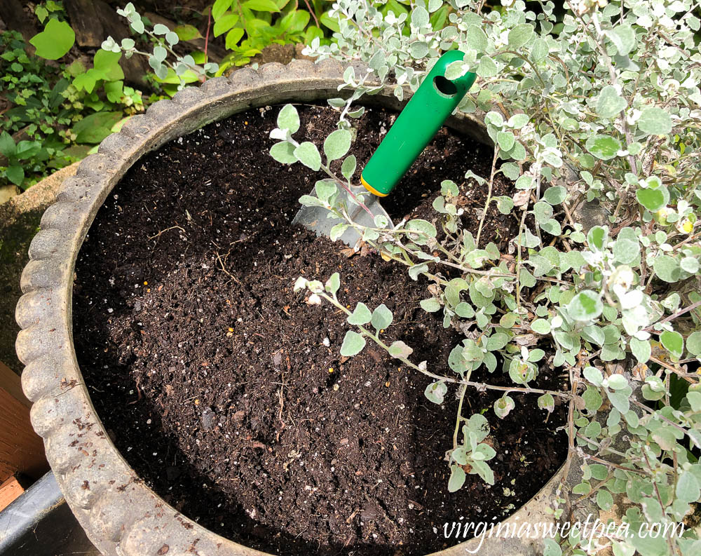 Replacing summer annuals with fall plants in outdoor pots.