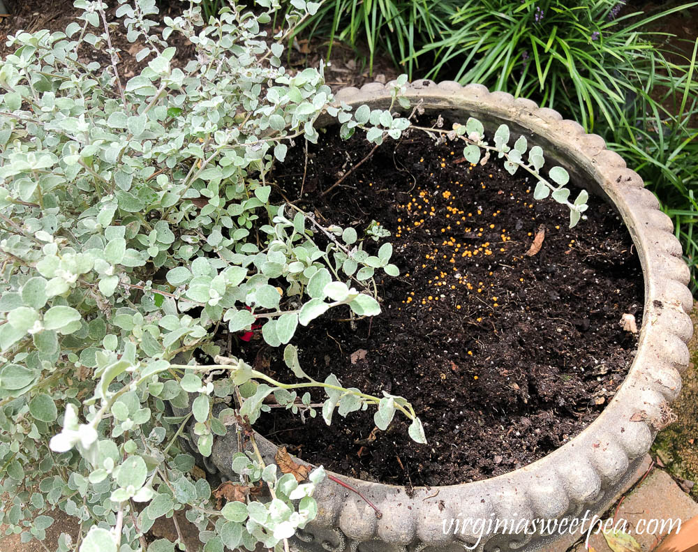 Replacing summer annuals with fall plants in outdoor pots.