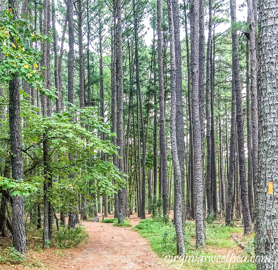 Path leading to a picnic area overlooking the lake at Smith Mountain Lake State Park