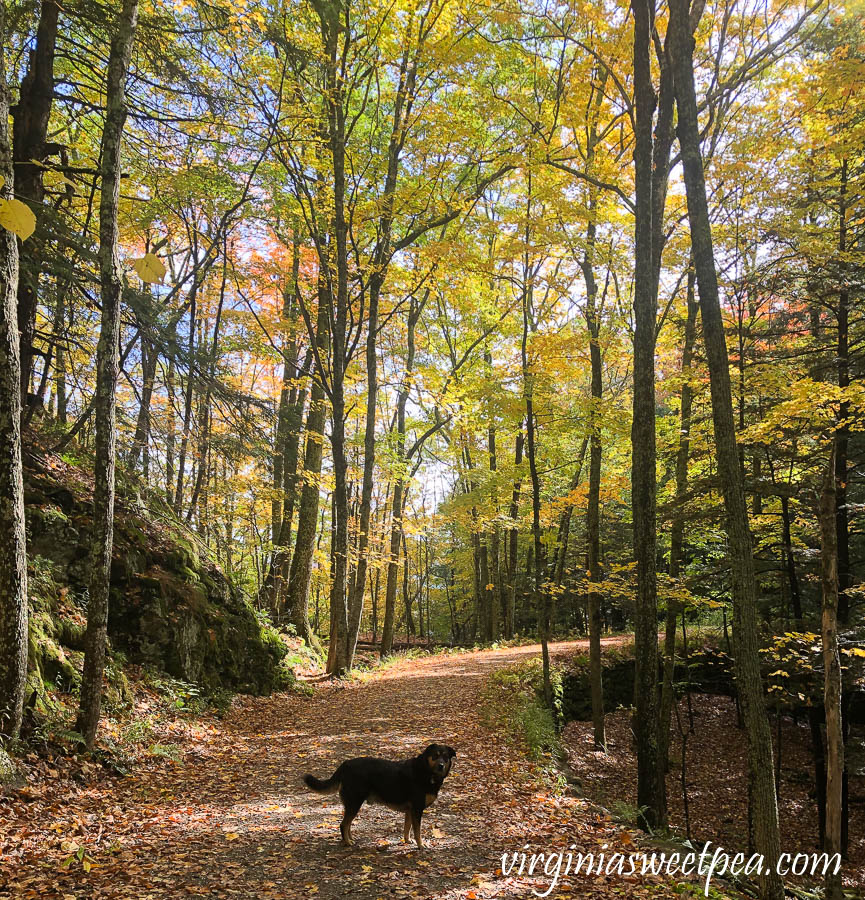 Sherman Skulina hiking Mt. Tom in Woodstock, Vermont