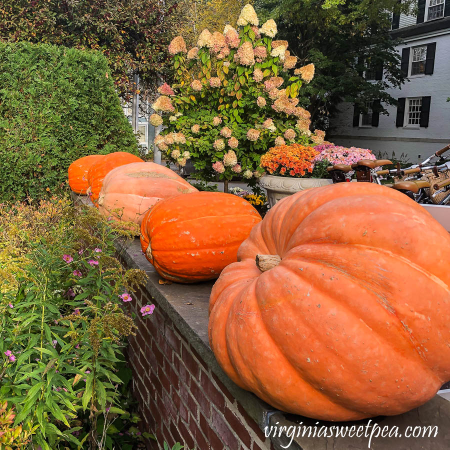 Pumpkins on a wall at the Woodstock Inn in Woodstock, VT