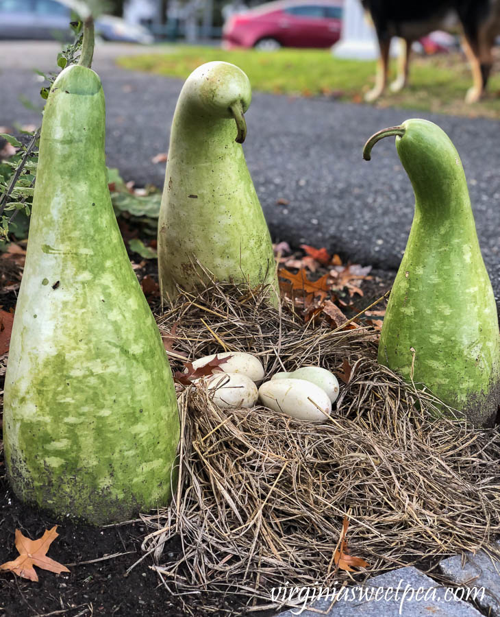 Swan gourds guarding a nest of egg gourds at Woodstock Inn in Vermont