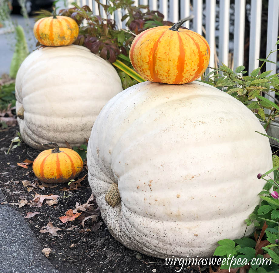 Pumpkins along a fence at Woodstock Inn in Woodstock, Vermont