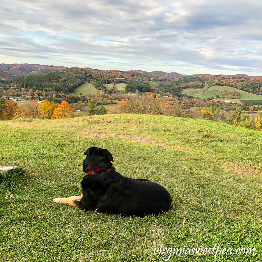 Fall foliage on the top of Mt. Peg in Woodstock, VT