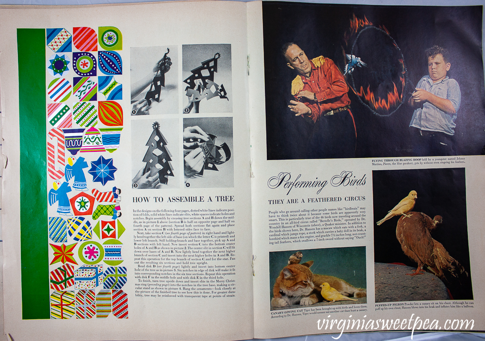 How to assemble a paper Christmas tree and a performing birds article from December 25, 1950 Life Magazine