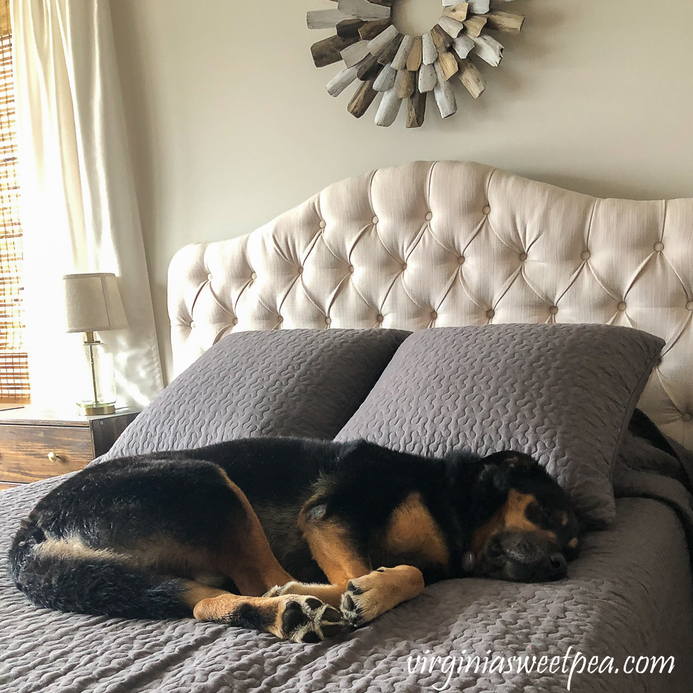 Sherman Skulina sleeping on a bed at Smith Mountain Lake