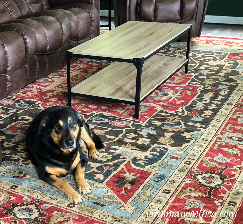 Dog on an oriental style rug