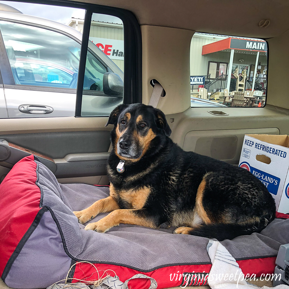 Sherman Skulina on his dog bed in the car.