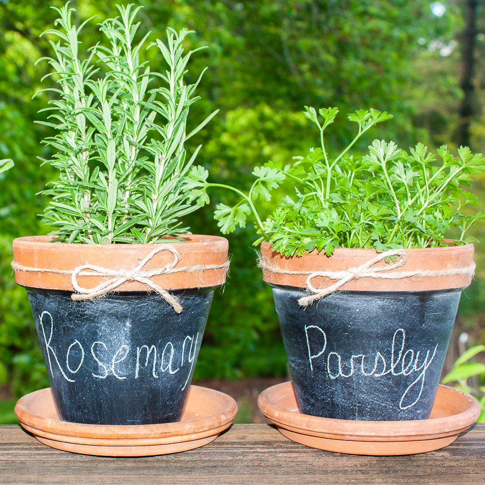rosemary and parsely planted in terracotta pots spray painted with chalkboard paint
