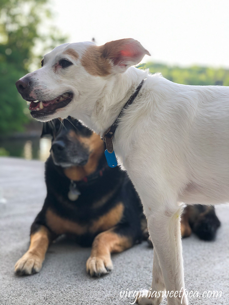 Dogs on a patio at Smith Mountain Lake