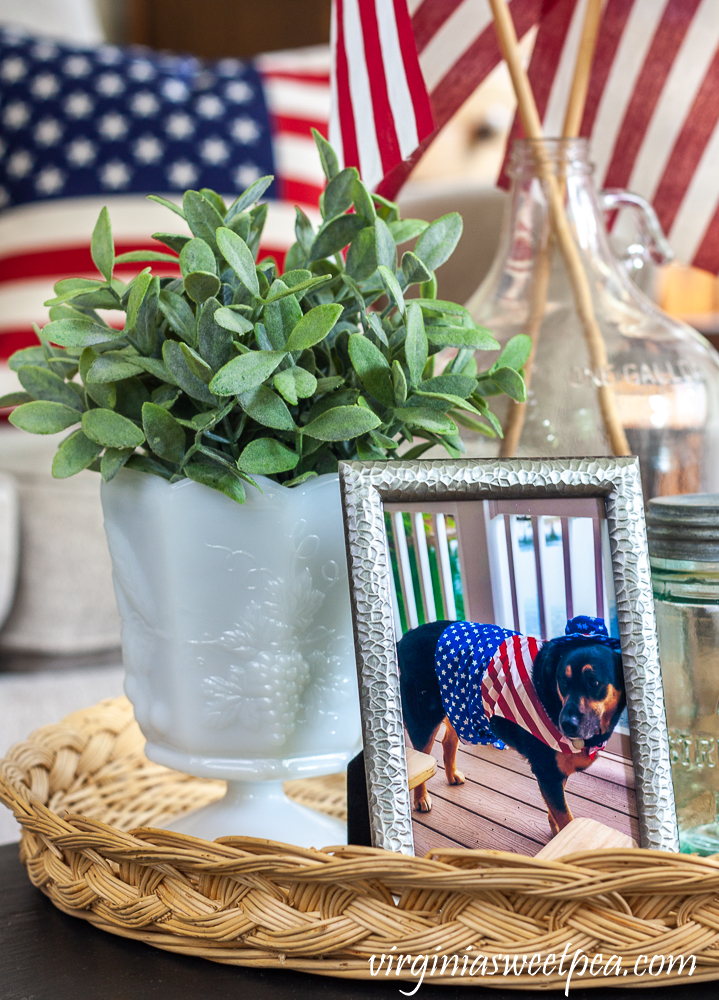 Patriotic display with a milk glass compote filled with a faux plant and a picture of a dog dressed in an Uncle Sam cosume