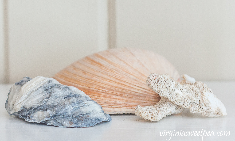 Clam shell, oyster shell, and coral pieces