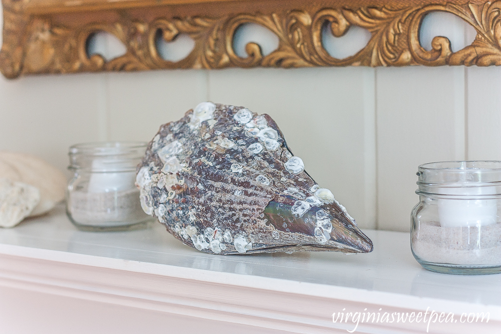 Barnacle encrusted mollusk shell on a coastal themed summer mantel.