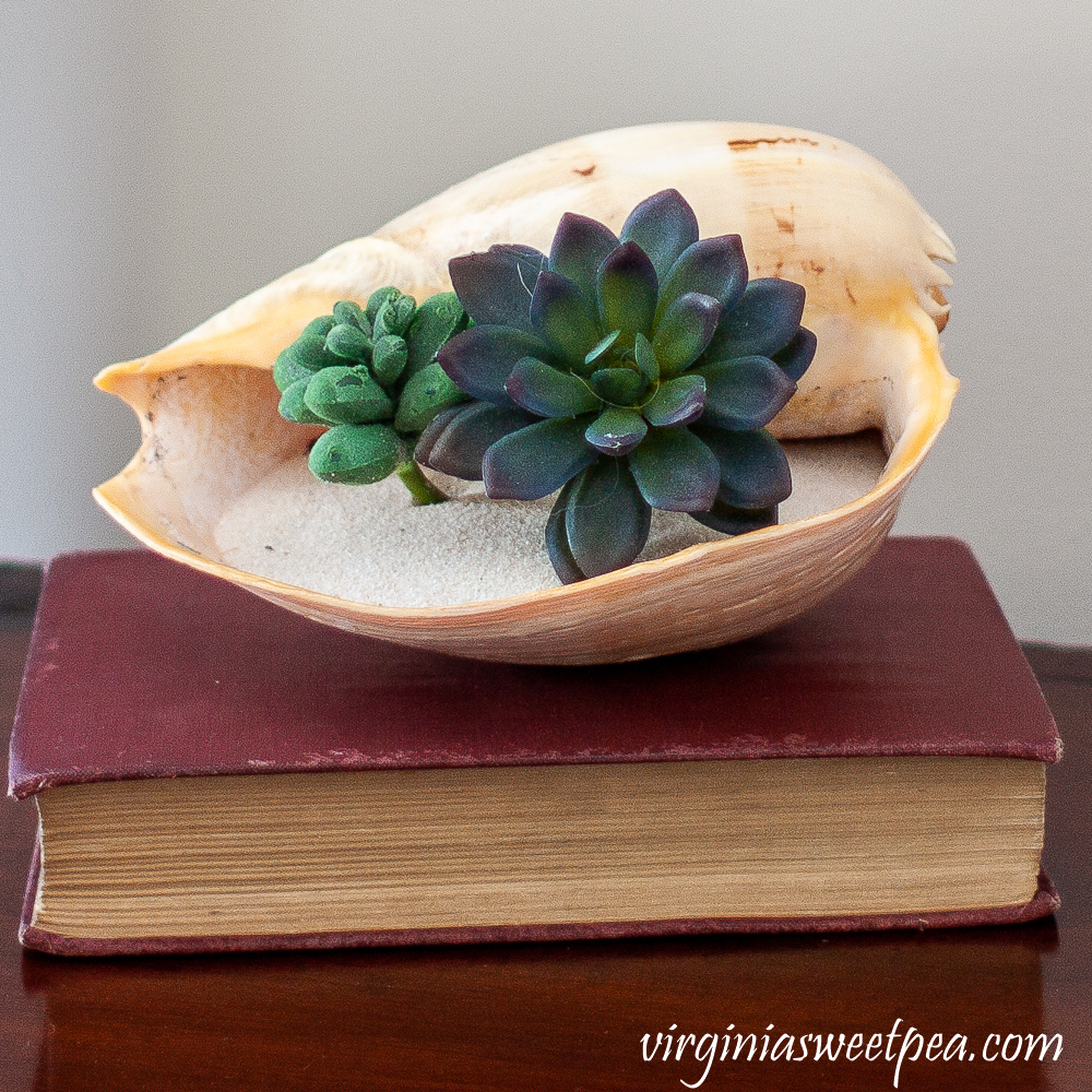 Shell filled with sand and succulents on top of a book