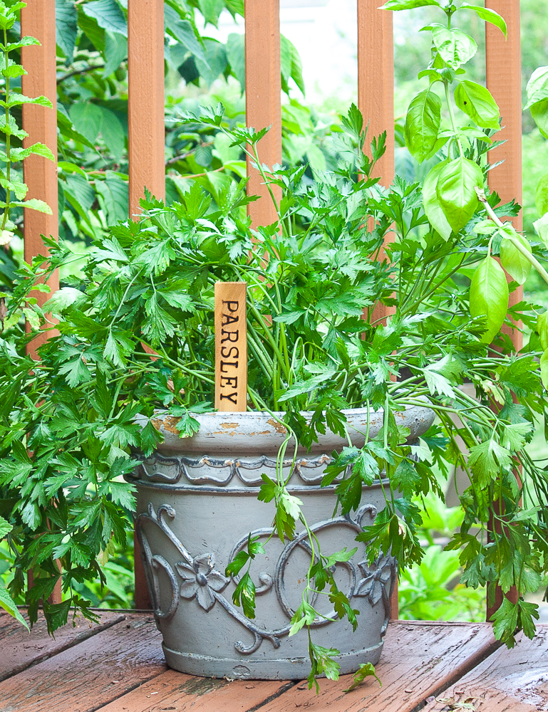 Plant marker made using a wood shim with wood burned Parsley.