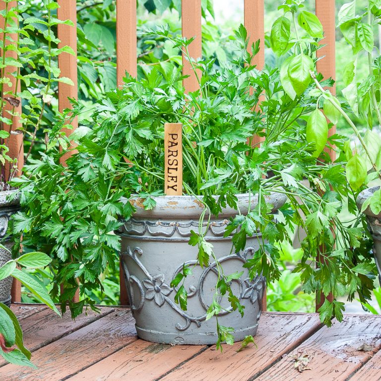 Plant marker made using a wood shim with wood burned Parsley.