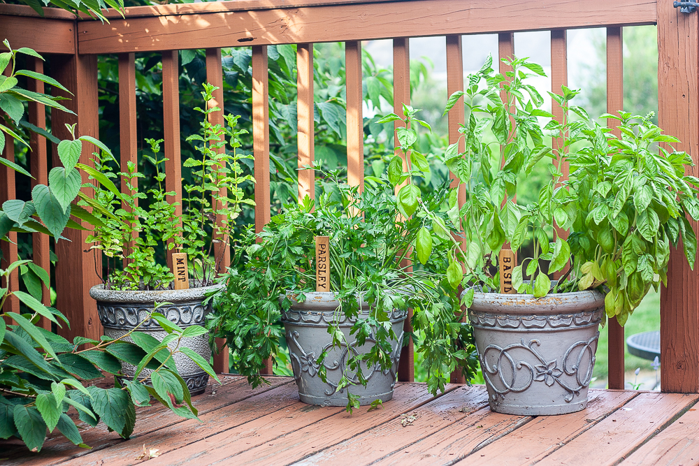 Plant markers made by wood burning plant names on wood shims.