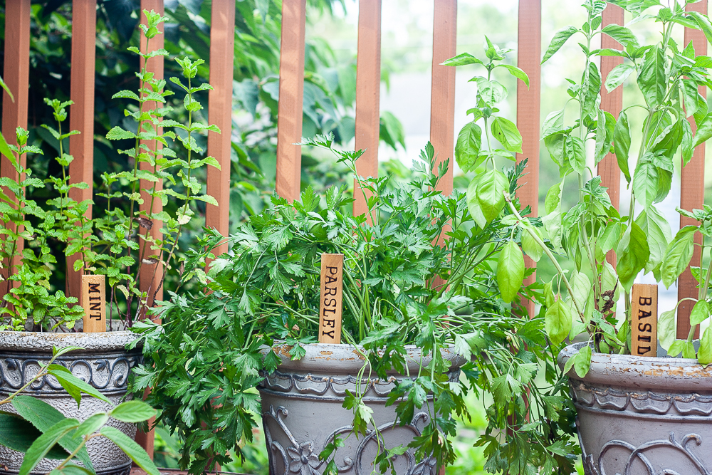 Plant markers made by wood burning plant names on wood shims.