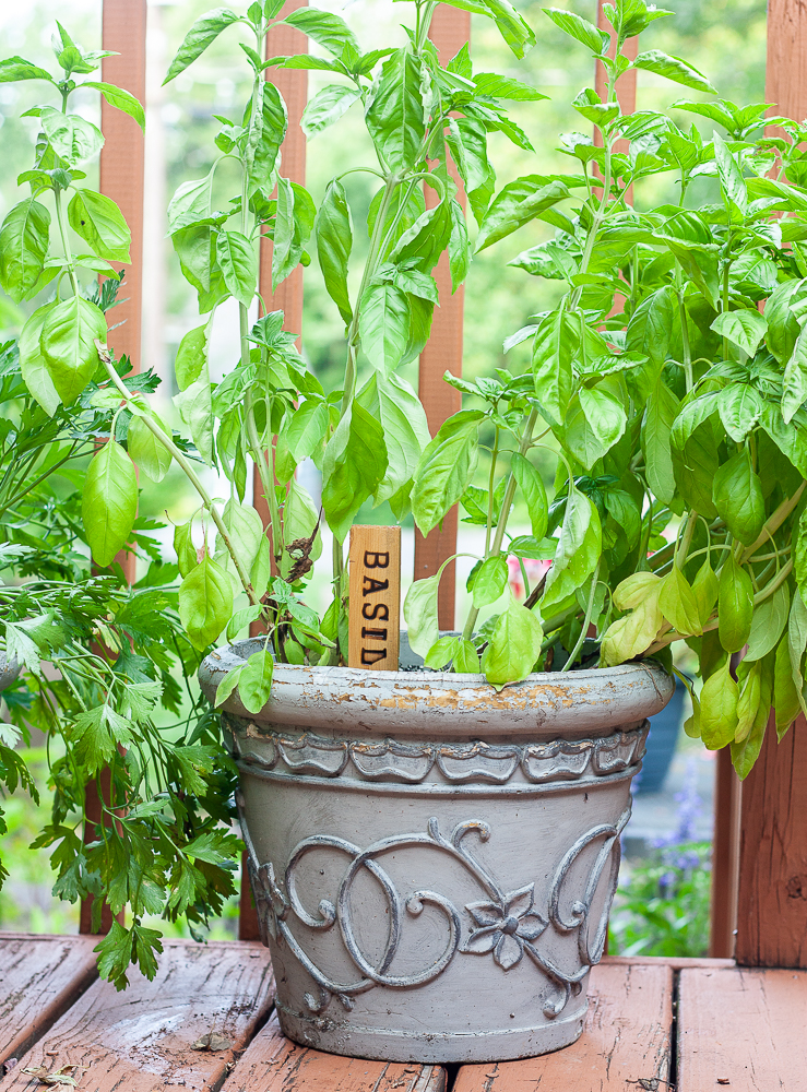 Plant marker labeled basil made by wood burning a shim.