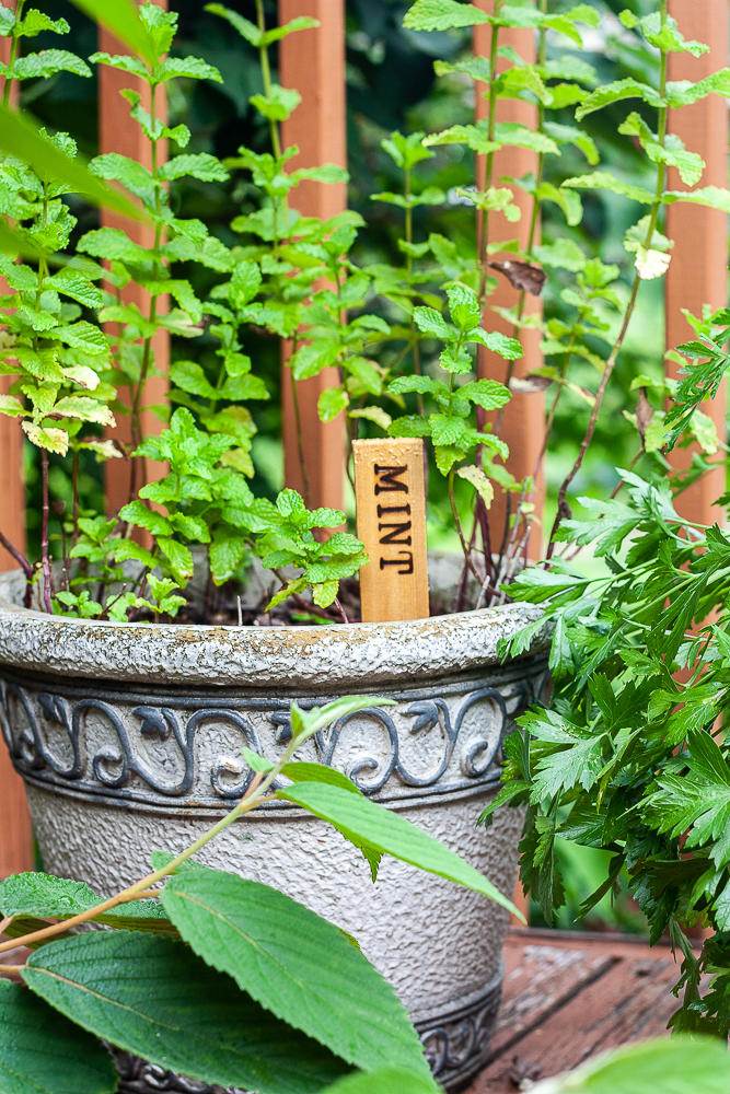 Plant marker labeled mint made by wood burning a shim.