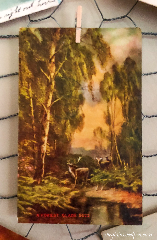 Early 1900s postcard with a deer in a forest