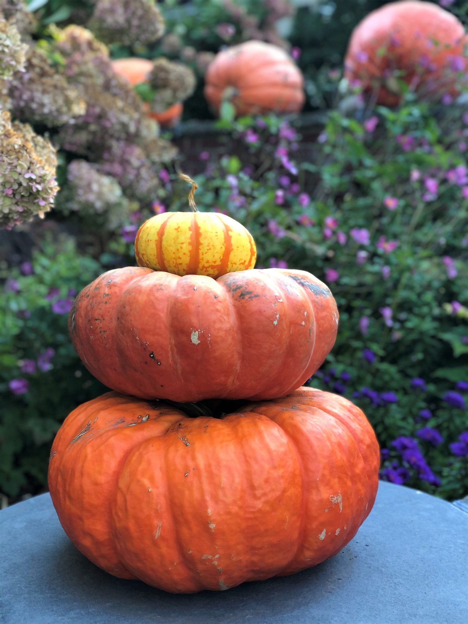 Trio of stacked pumpkins with more pumpkins in the background