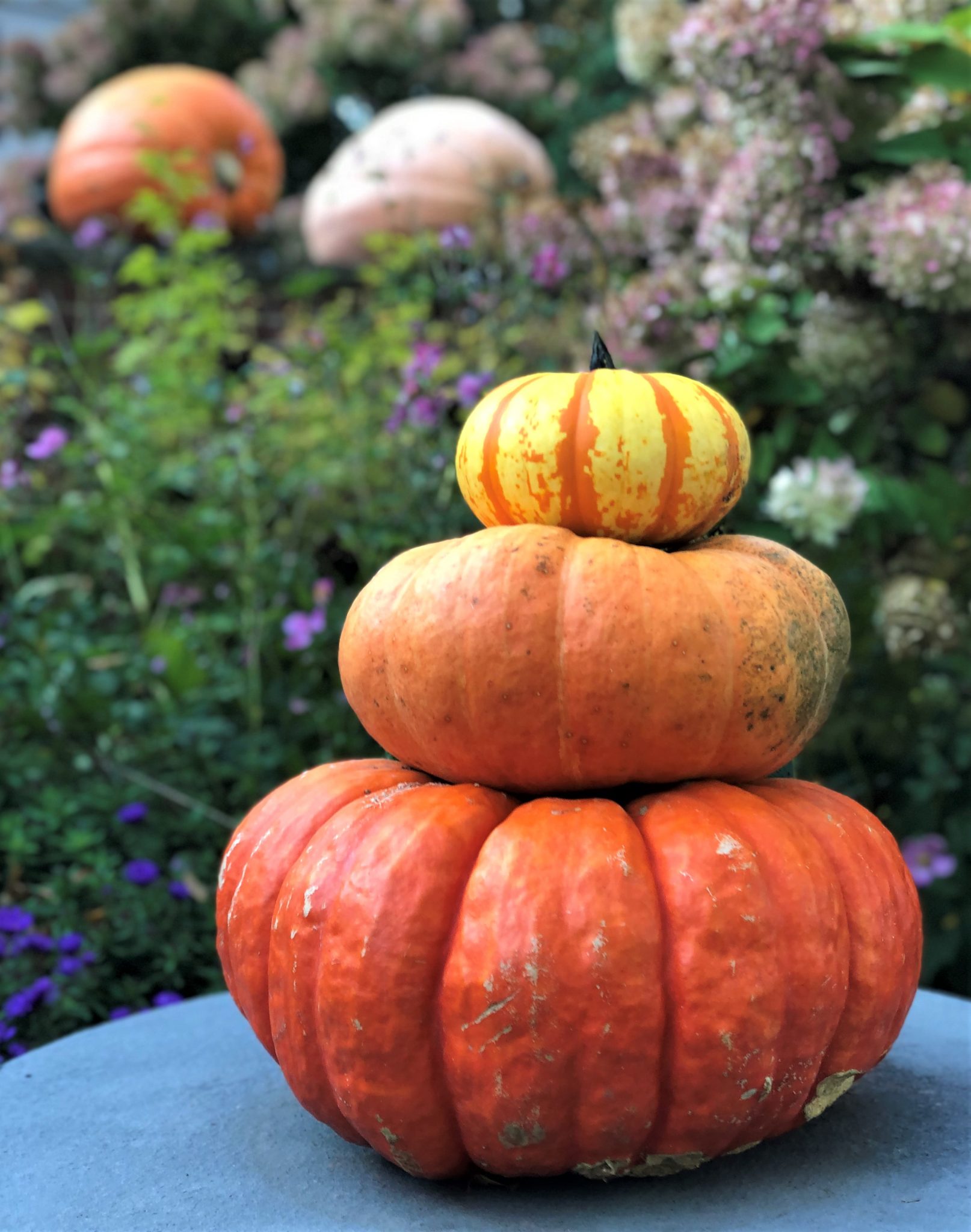 Trio of stacked pumpkins with more pumpkins in the background