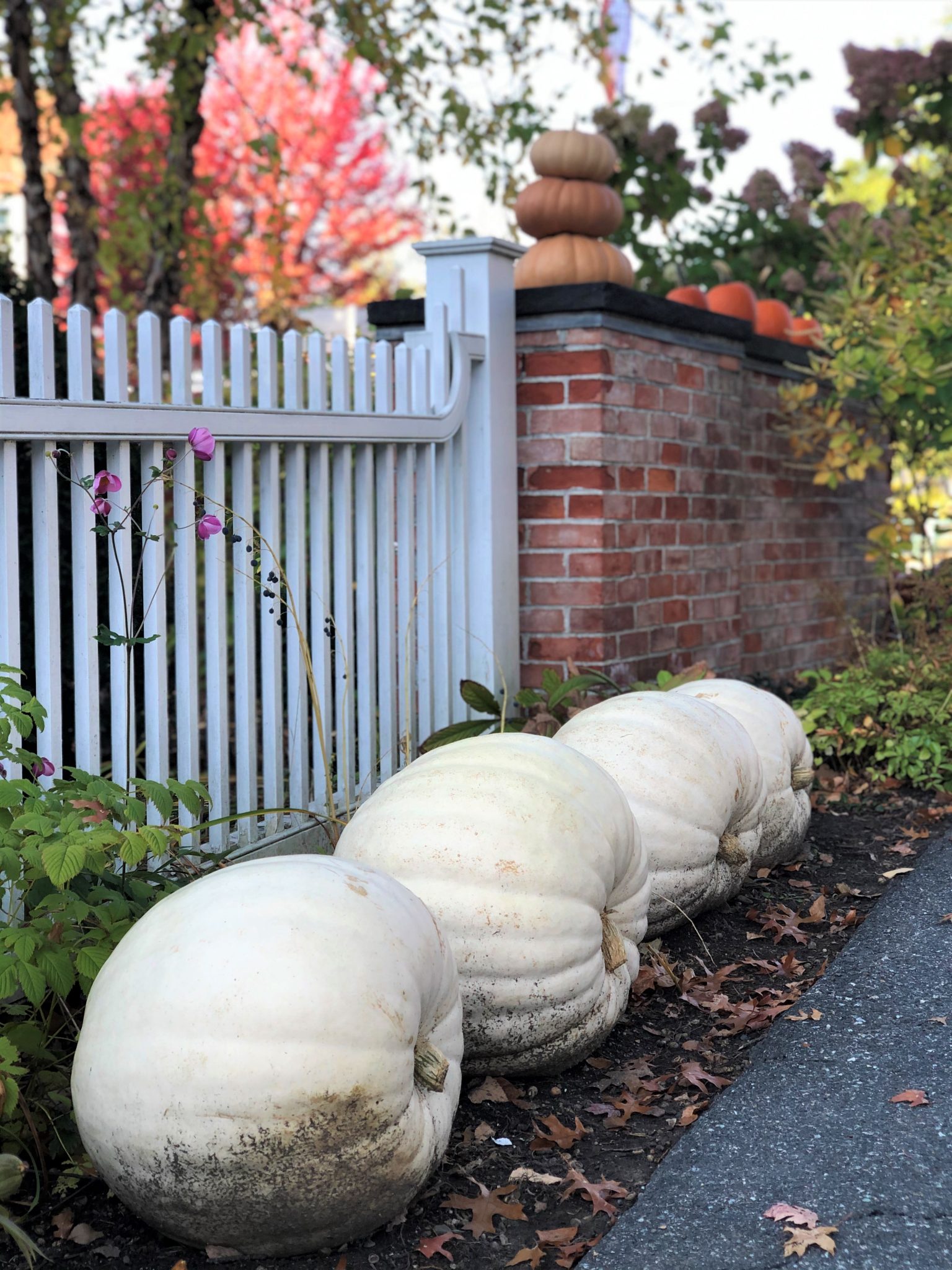 White pumpkins along a fence line