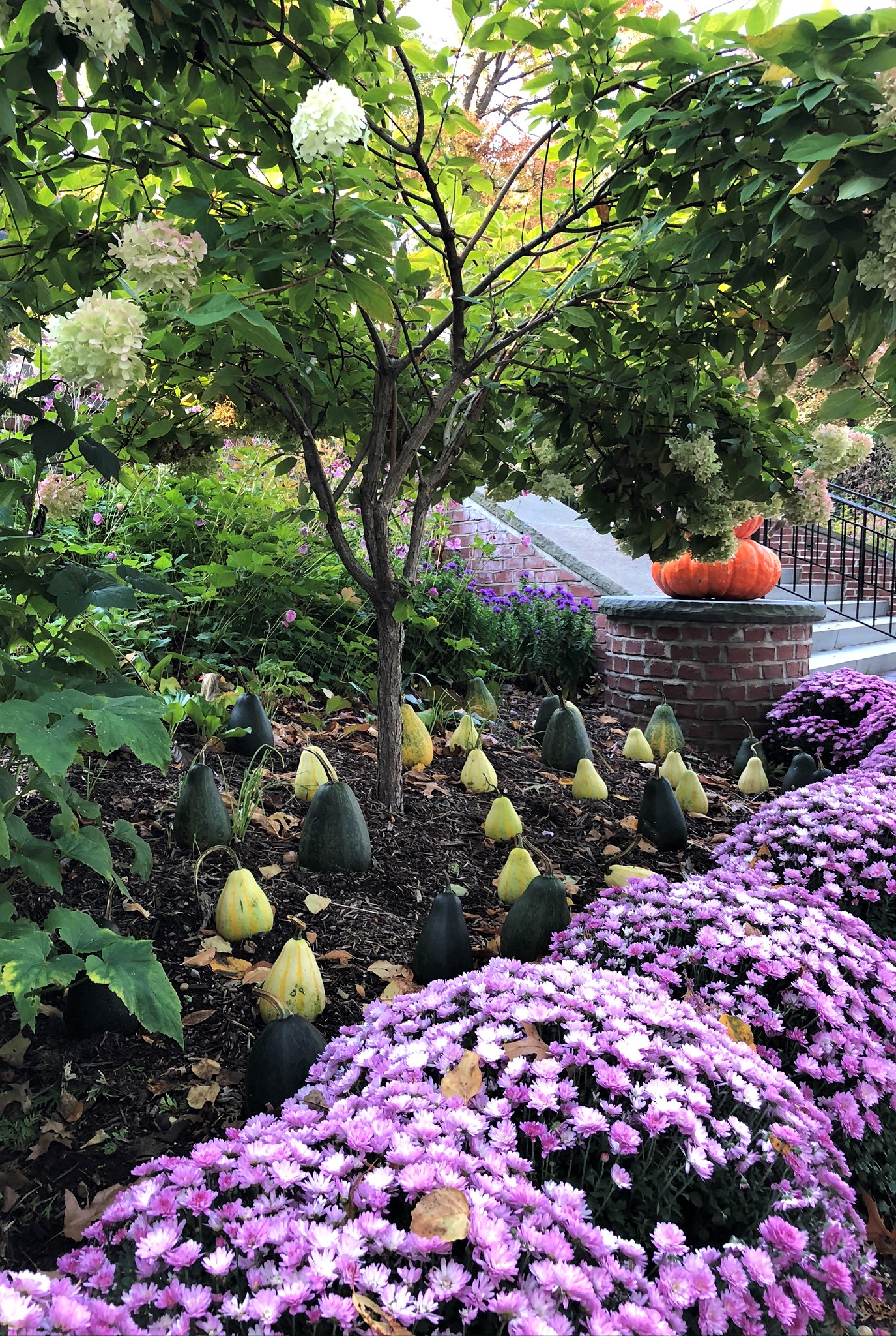 Multiple gourds under a flowering Hydrangea
