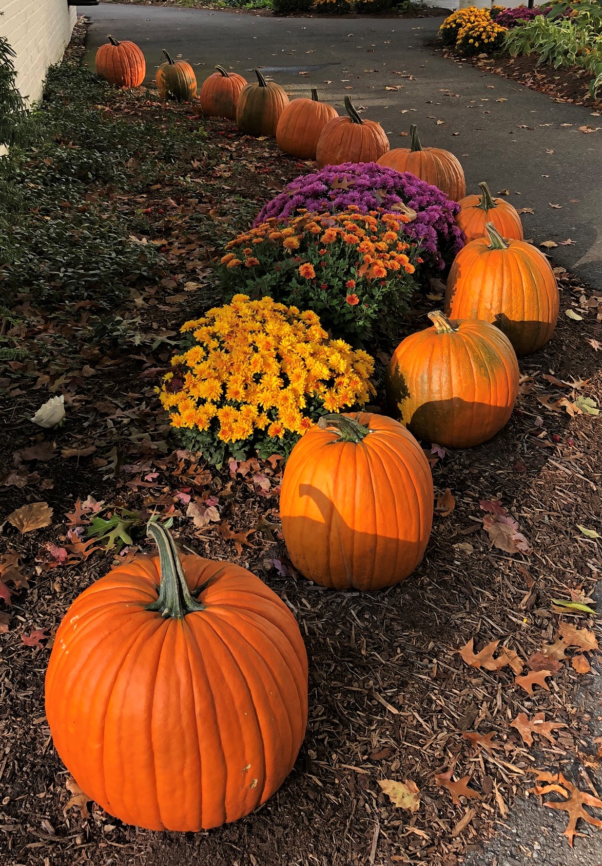 Pumpkins edging a flower bed for fall decor