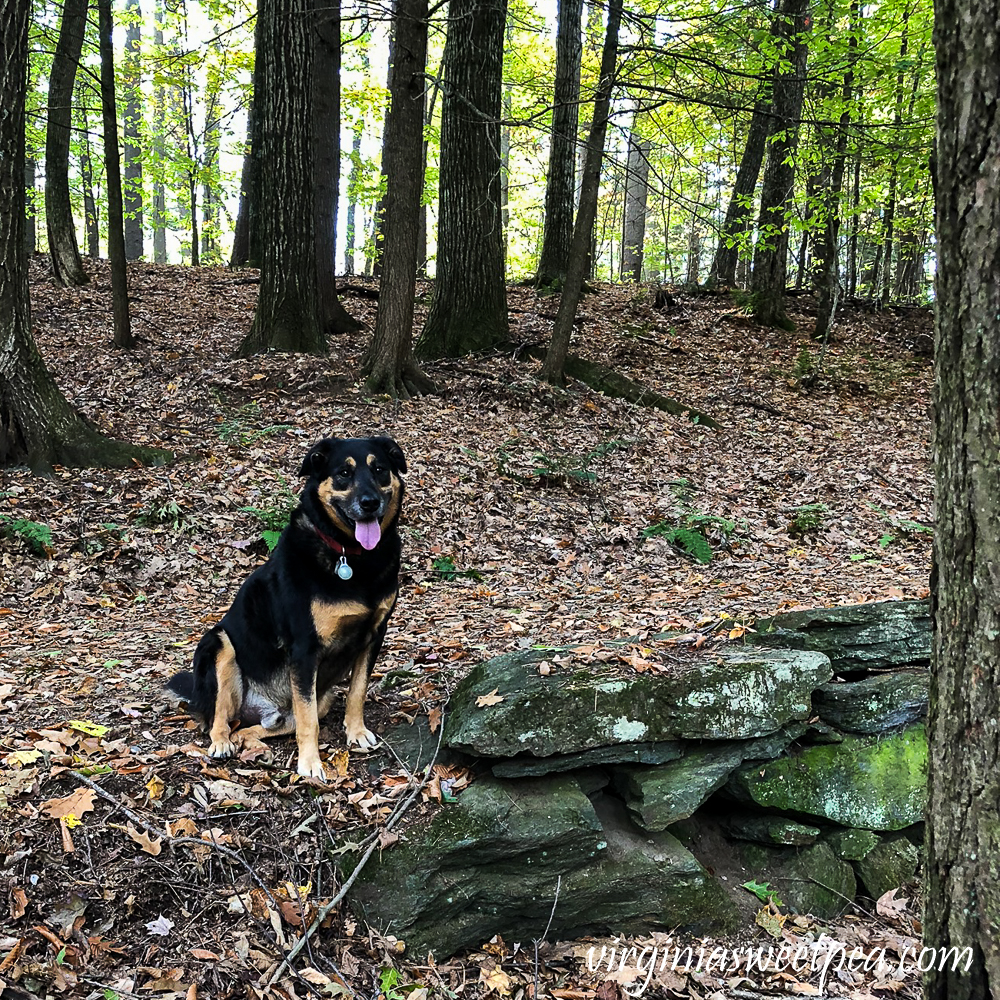 Dog posing by a rock wall in the woods