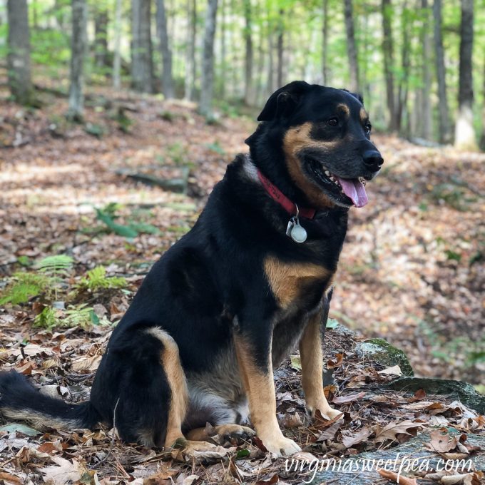 Dog sitting in the woods