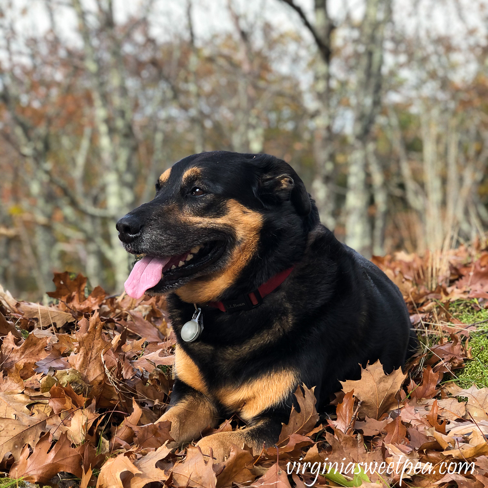Dog laying down in fallen leaves
