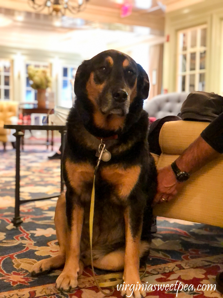 Sherman Skulina enjoying the foyer at The Woodstock Inn, Vermont