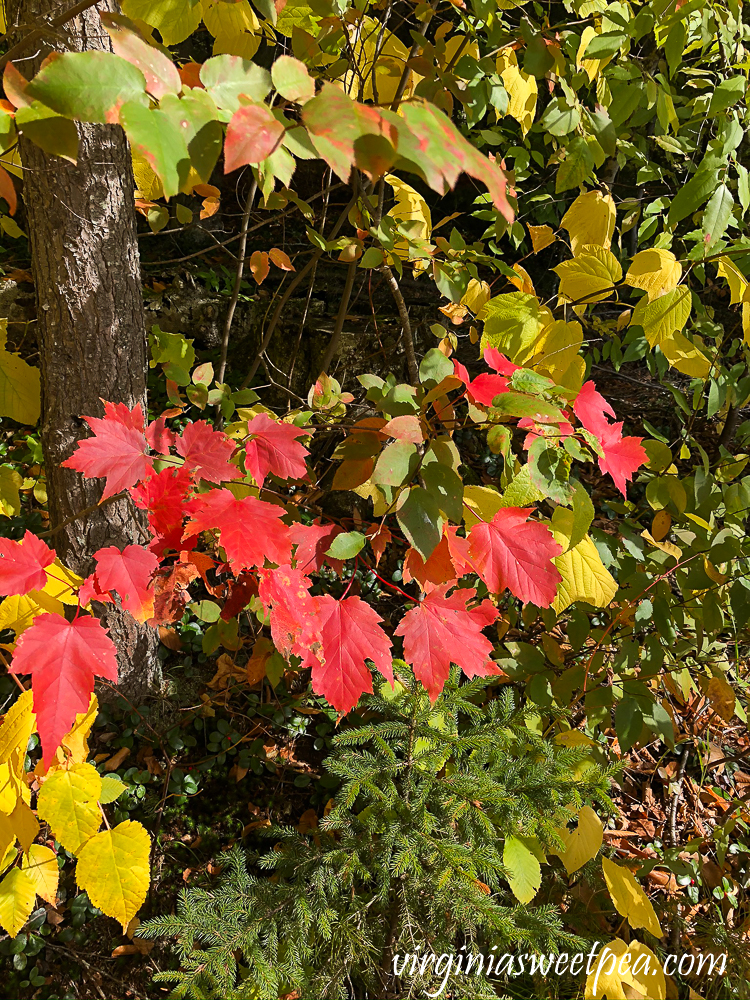 Fall foliage in Woodstock, VT