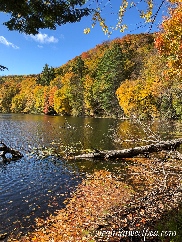 Fall foliage at The Pogue on Mt. Tom in Woodstock,VT