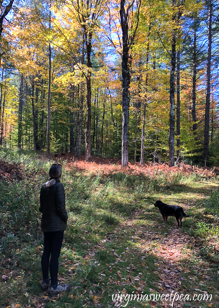 Fall foliage on Mount Peg, Woodstock, VT