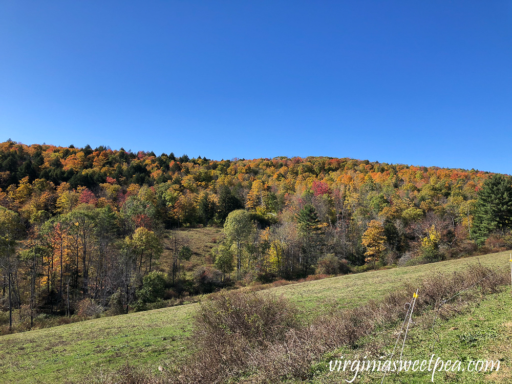 Fall foliage at Sugarbush Farm in Woodstock, VT