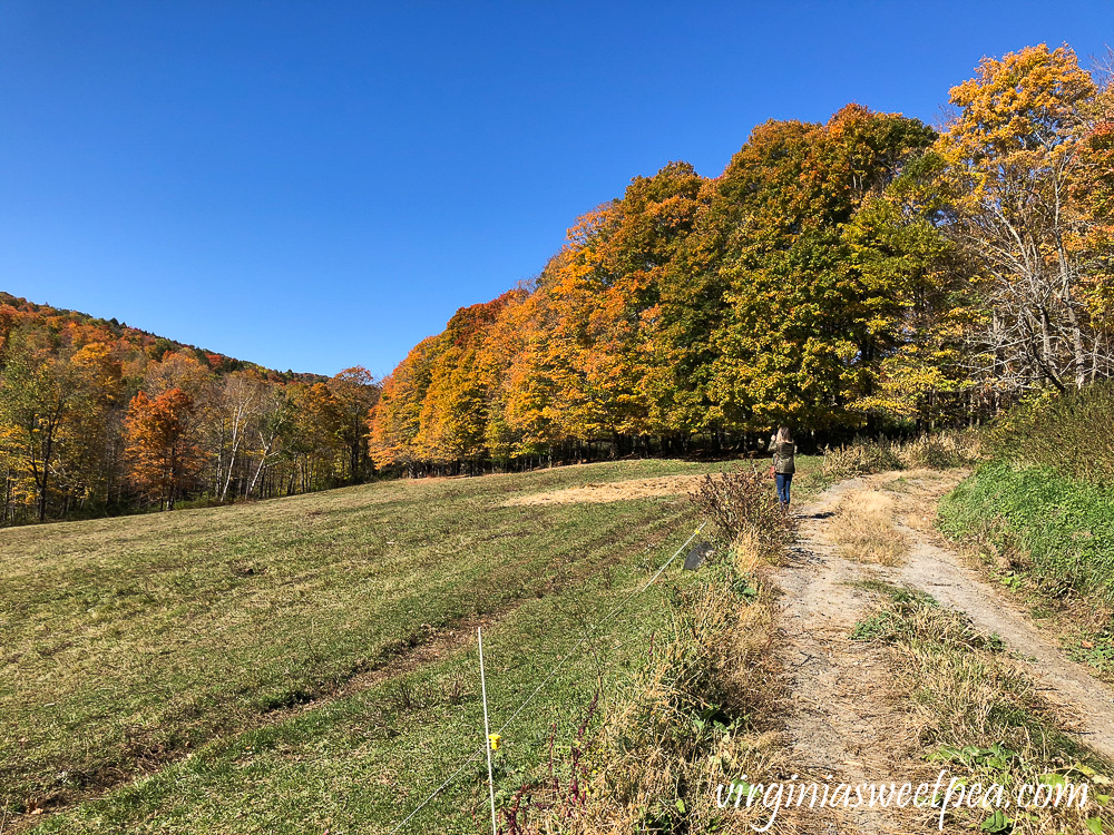 Fall foliage at Sugarbush Farm in Woodstock, VT