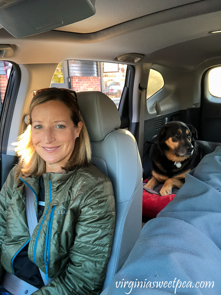 Dog riding in a car on a dog bed