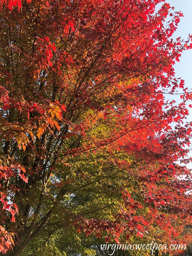 Red maple foliage in Woodstock, VT