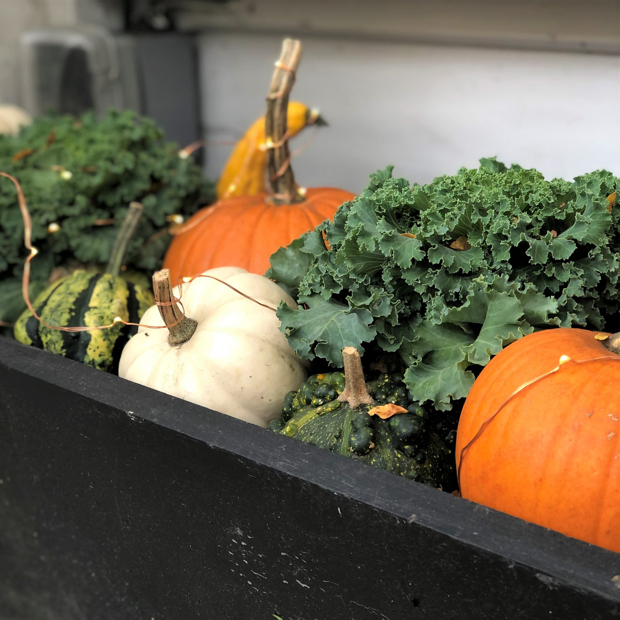 Twinkle lights intertwined with pumpkins, gourds, and kale in a flower box