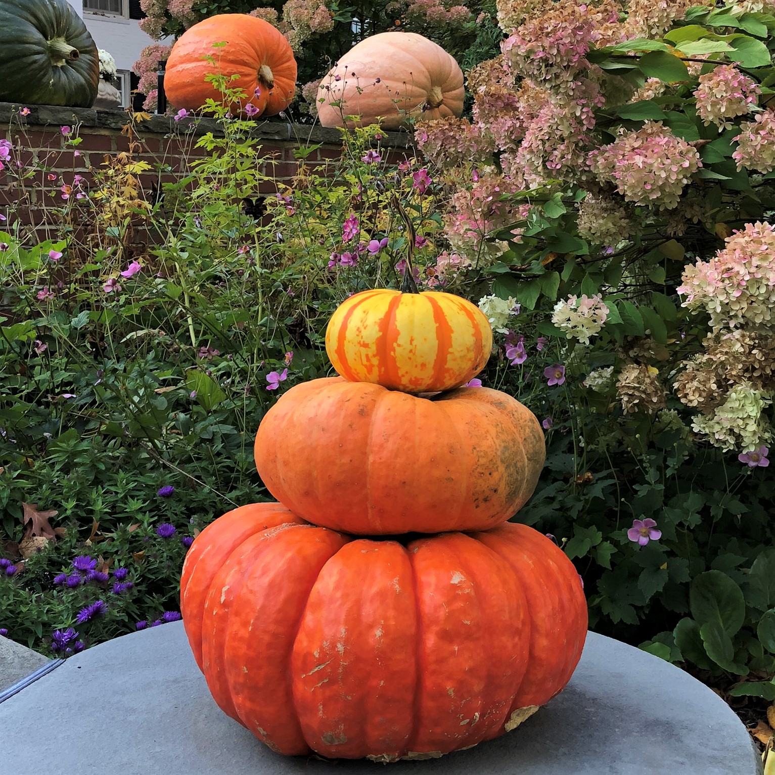 Trio of orange pumpkins with large pumpkins in the background