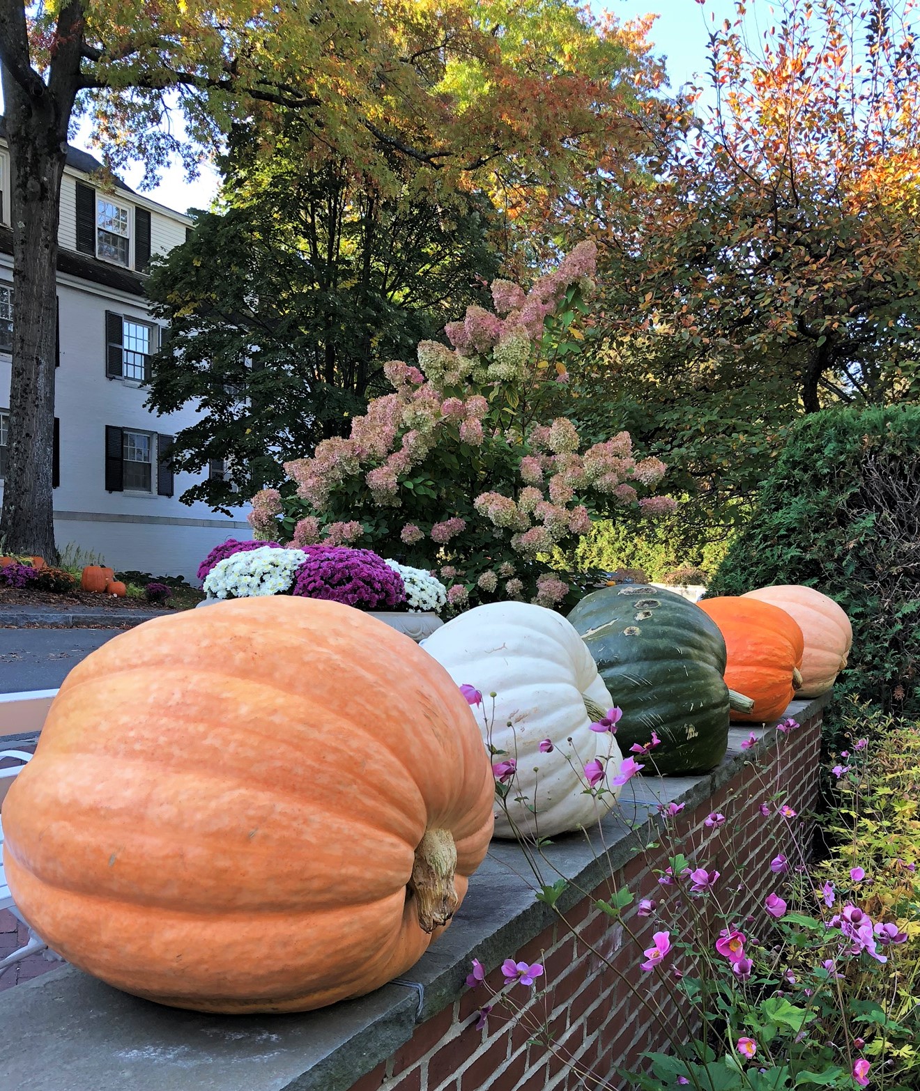Large orange, white, and green pumpkins on a wall at the Woodstock Inn in Vermont