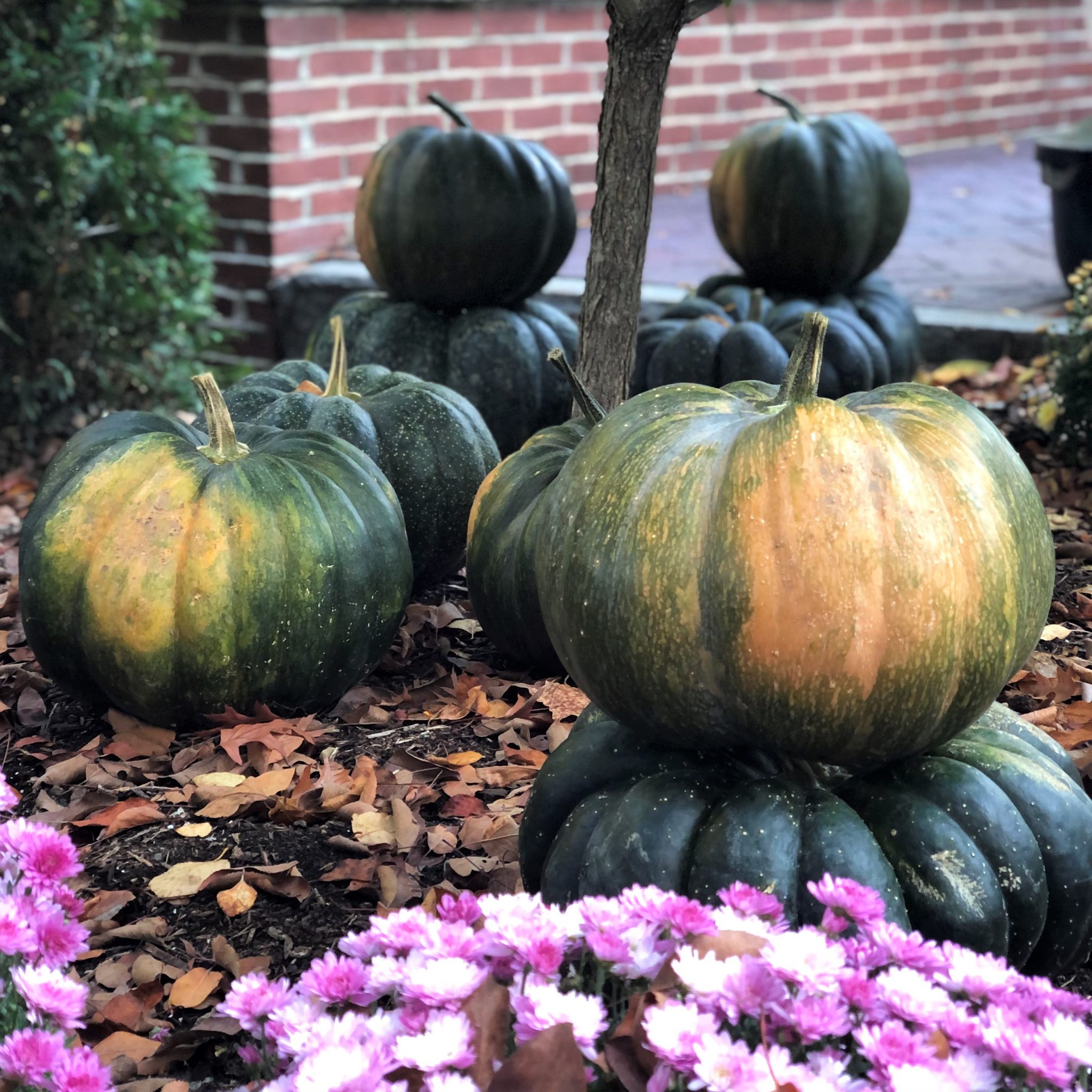 Stacked and single green pumpkins under a flowering Hydrangea in Woodstock, VT