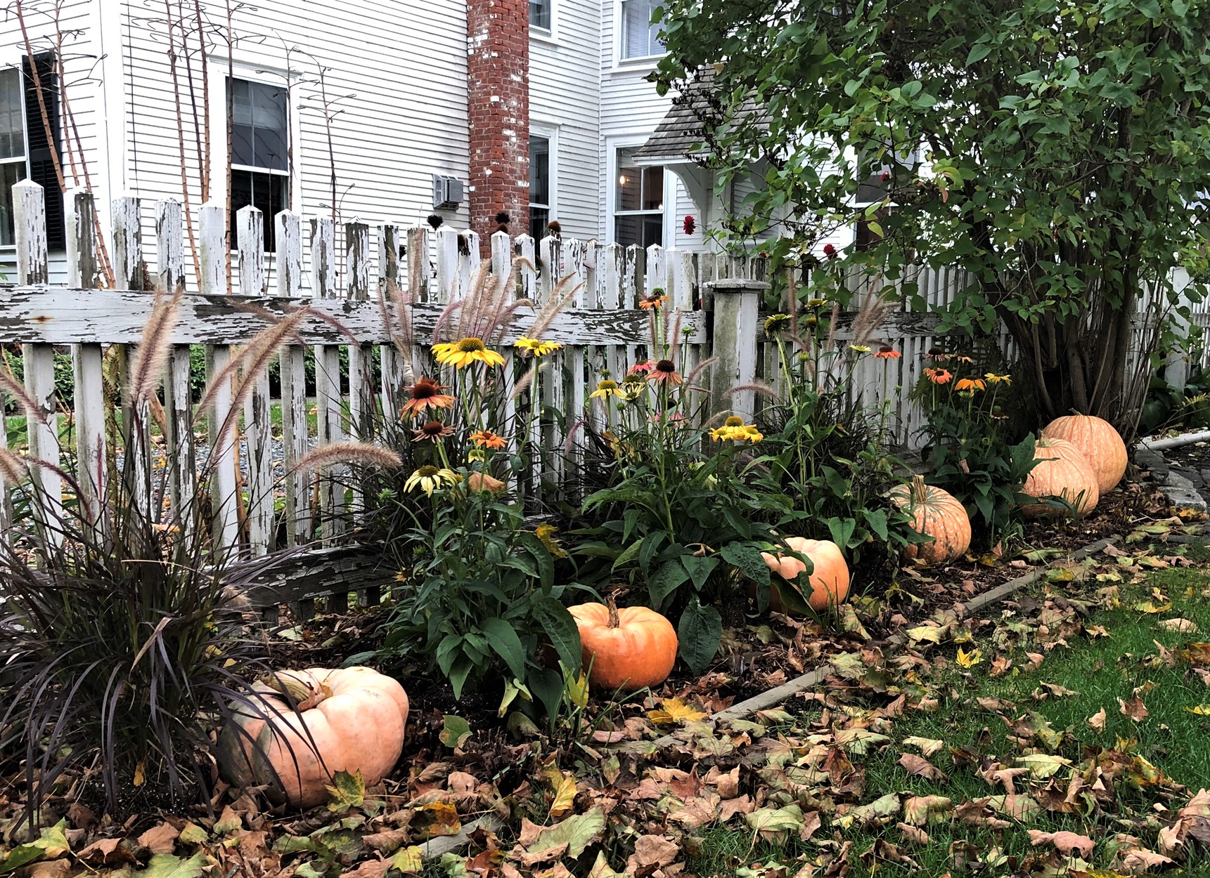 Pumpkins in a flower bed