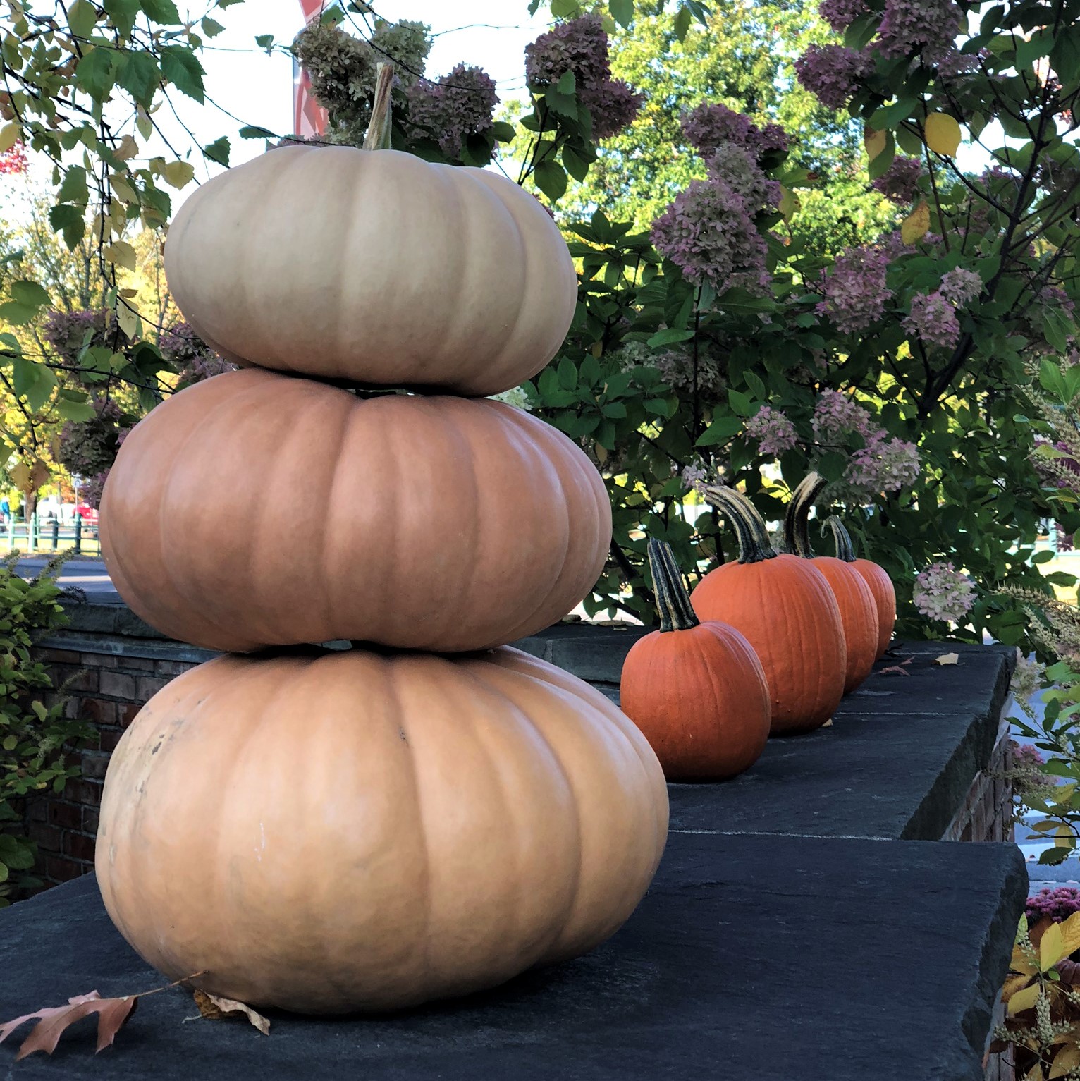 Trio of stacked pumpkins and a row of orange pumpkins