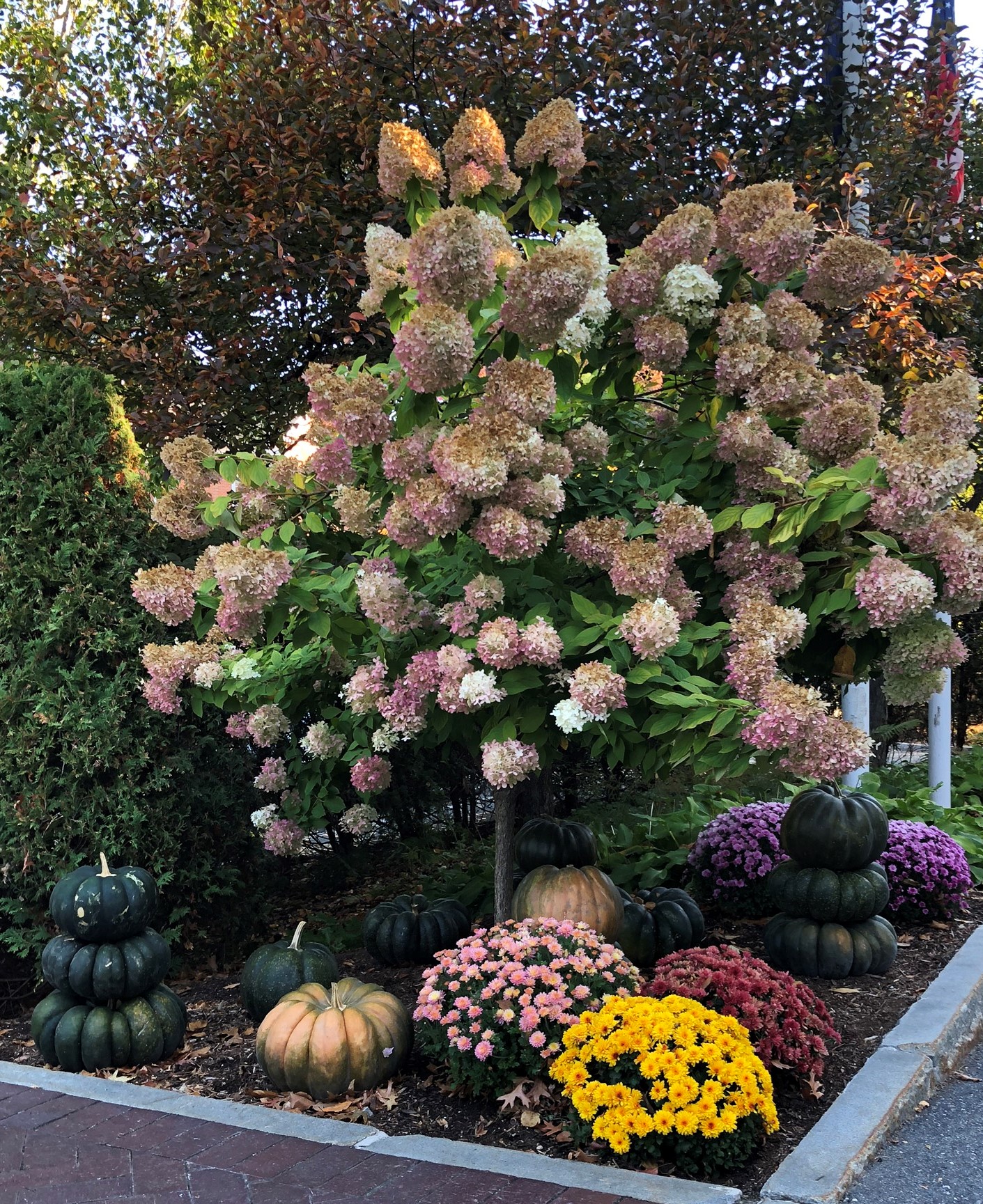 Hydrangea with pumpkins and mums under it for fall decor